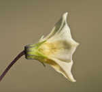 Cutleaf groundcherry